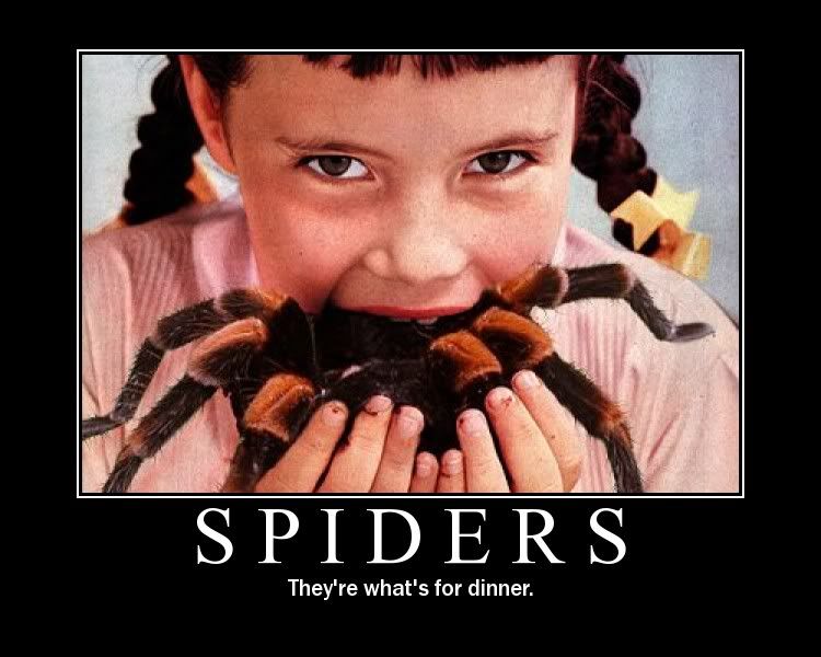 Spiders Pictures, Images and Photos