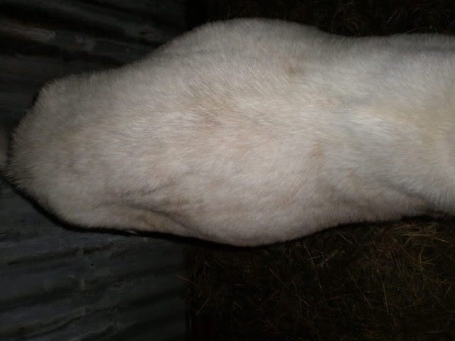 Can anyone give me an idea.... - Goats