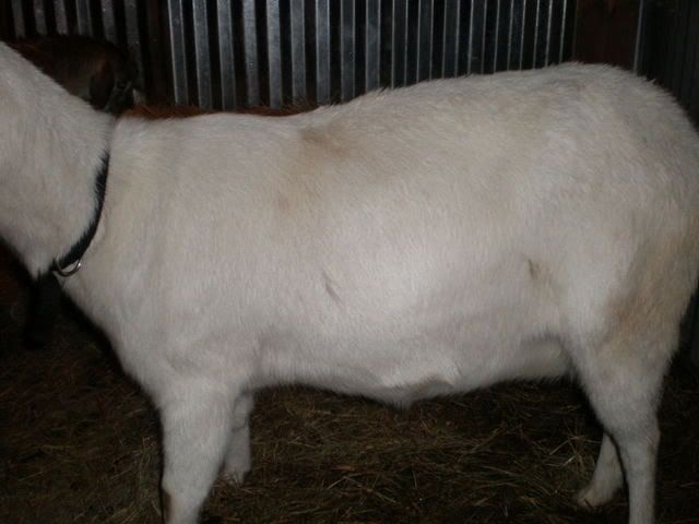 Can anyone give me an idea.... - Goats