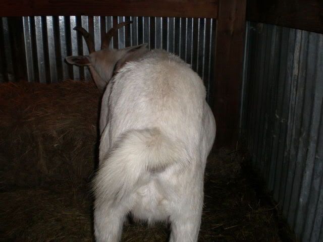 Can anyone give me an idea.... - Goats