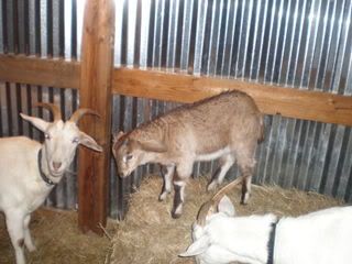 Can anyone give me an idea.... - Goats