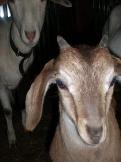 Can anyone give me an idea.... - Goats