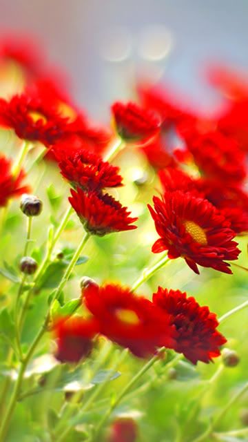 Red_Flowers.jpg