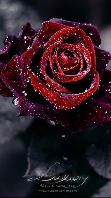 Red_Rose.jpg