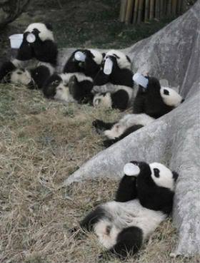 baby-panda-cubs-drink-milk.jpg
