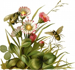bees flowers