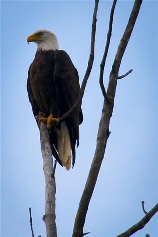 ShoreMeadowsBaldEagle6of10Small.jpg