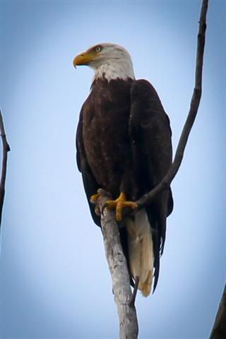 ShoreMeadowsBaldEagle8of10Small.jpg