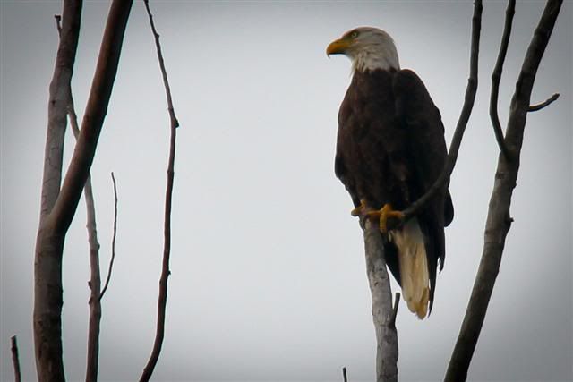 ShoreMeadowsBaldEagle9of10Small.jpg