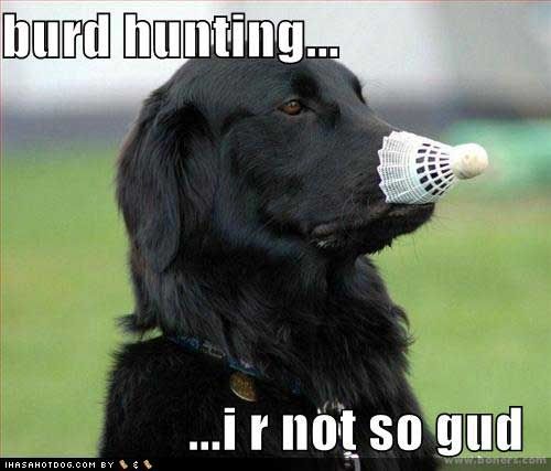 funny-dog-pictures-bird-hunting-bad.jpg