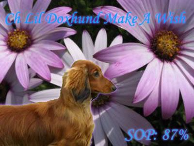 Lil Doxhund Make A Wish