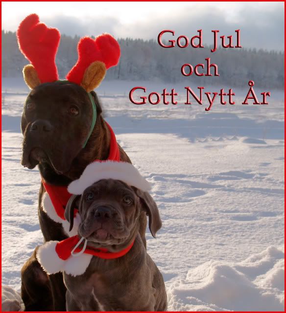 GodJulbeskurenoptimeradutanelv.jpg