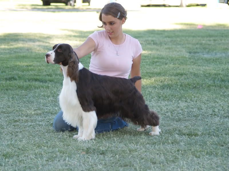 Liver Spaniel