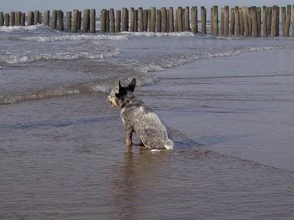 Geplaatste afbeelding