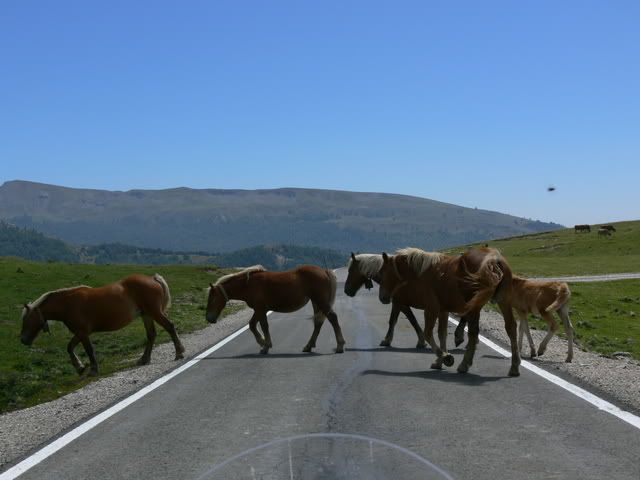 P1070891.jpg