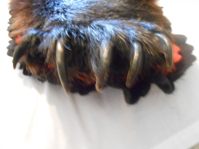 Craigslist Norman Ok >> Black bear mount where to sell - Blowout Cards Forums Craigslist Norman Ok >> Black bear mount where to sell - Blowout Cards Forums