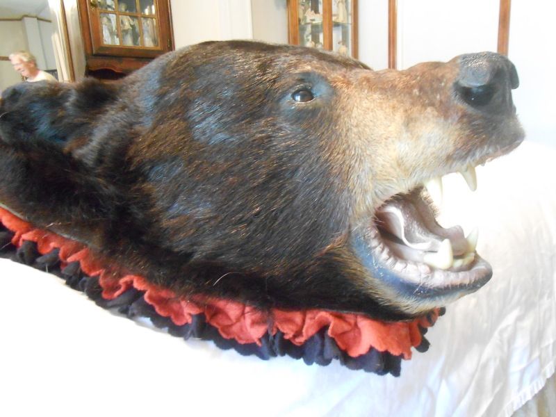 Craigslist Norman Ok >> Black bear mount where to sell - Blowout Cards Forums Craigslist Norman Ok >> Black bear mount where to sell - Blowout Cards Forums