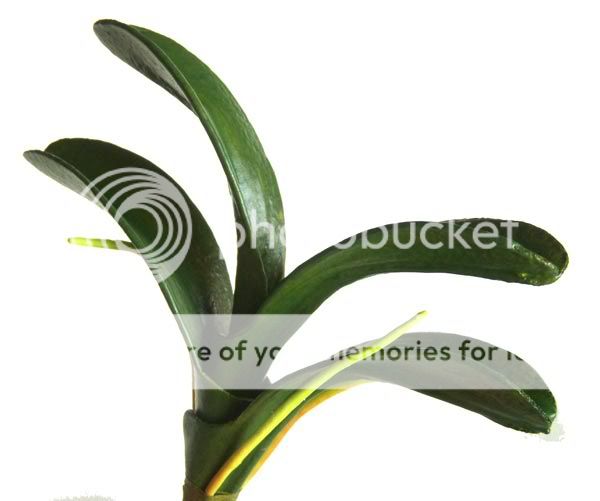 Artificial Green Flower Vanda Orchid Leaves Decorative Potted Plant 