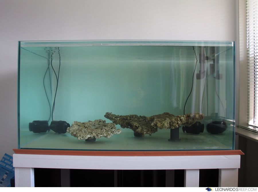 ApogonReef11.jpg